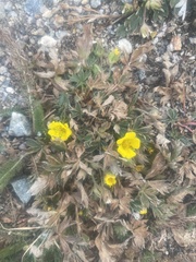 Potentilla concinna
