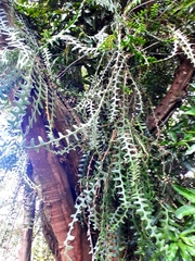 Selenicereus anthonyanus