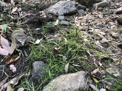 Eleocharis acicularis