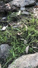 Eleocharis acicularis