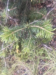 Abies lasiocarpa