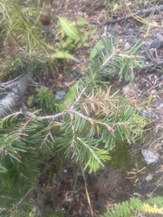 Abies lasiocarpa