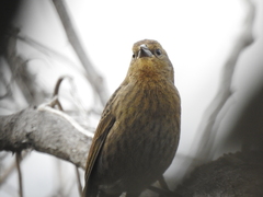 Chrysomus ruficapillus