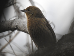 Chrysomus ruficapillus