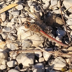 Sympetrum vulgatum