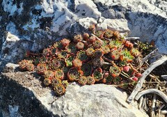 Sempervivum vicentei