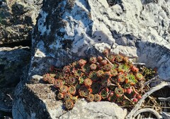 Sempervivum vicentei