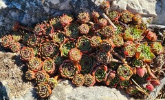 Sempervivum vicentei