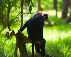 Semnopithecus johnii