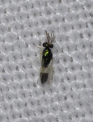 Eulophinae