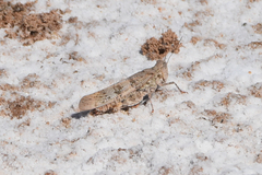 Trimerotropis salina