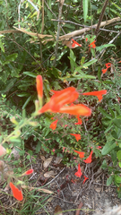 Clinopodium coccineum
