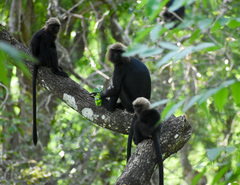 Semnopithecus johnii