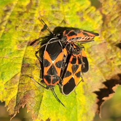 Tropidothorax leucopterus