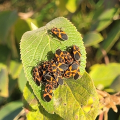 Tropidothorax leucopterus