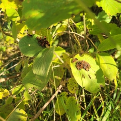 Tropidothorax leucopterus