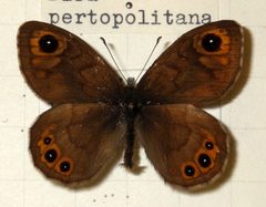 Lasiommata petropolitana