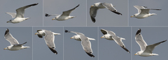 Larus armenicus