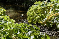 Darmera peltata