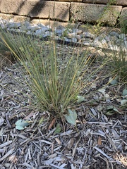 Eleocharis obtusa