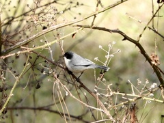 Microspingus melanoleucus