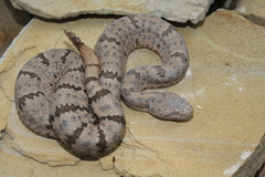 Crotalus lepidus