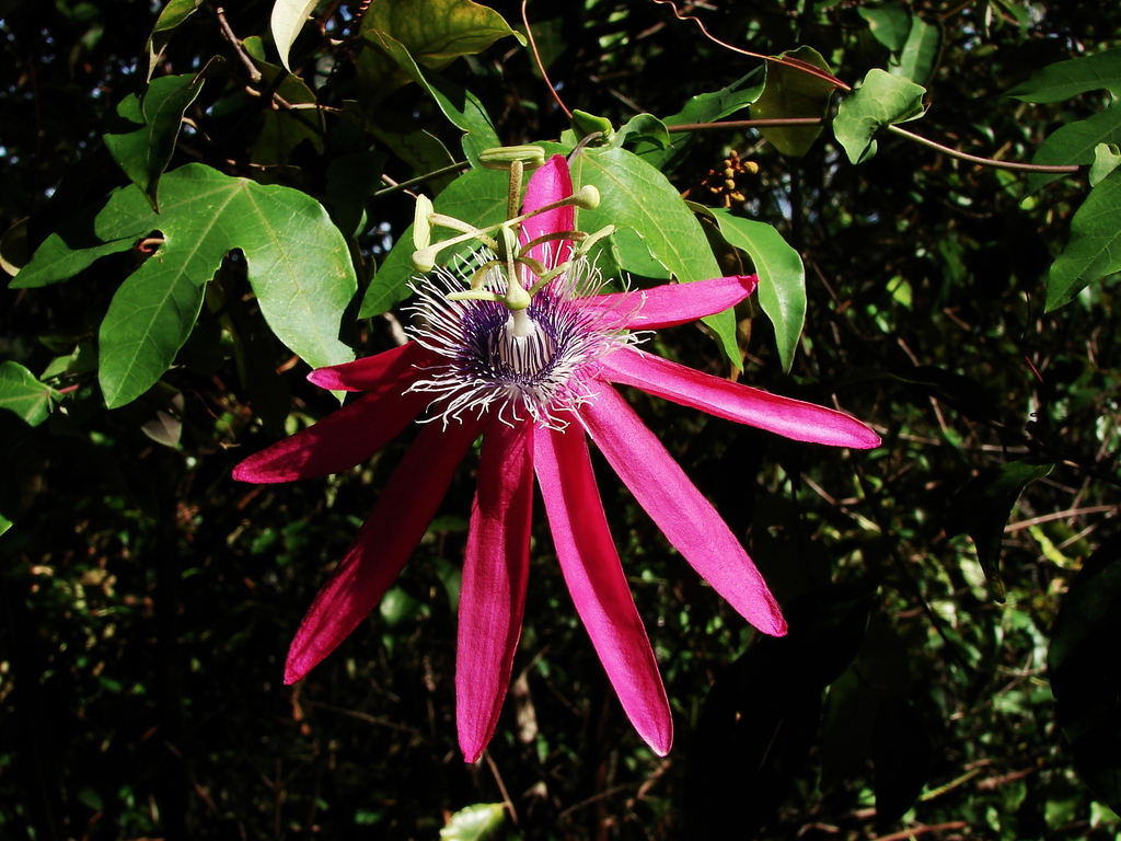 Passiflora kermesina from Casimiro de Abreu RJ, Brasil on February 28