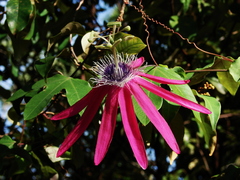 Passiflora
