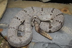Crotalus lepidus