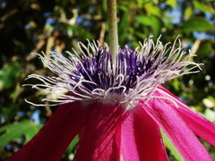 Passiflora