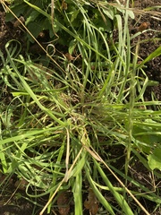 Bromus carinatus