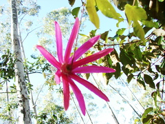 Passiflora