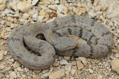 Crotalus lepidus