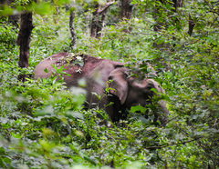 Elephas maximus indicus