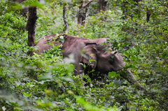 Elephas maximus indicus