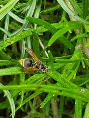 Brachygastra mellifica