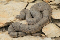 Crotalus lepidus