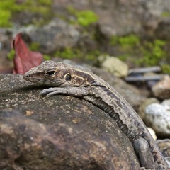 Pholidoscelis fuscatus