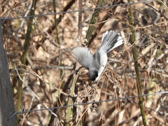 Microspingus melanoleucus