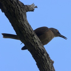 Cinclocerthia ruficauda