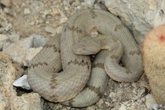 Crotalus lepidus