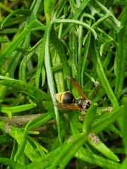 Brachygastra mellifica