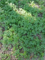 Corydalis micrantha