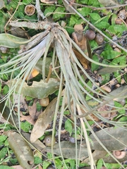 Tillandsia fasciculata