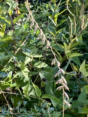 Bouteloua curtipendula