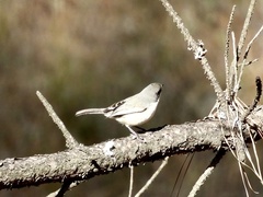 Microspingus melanoleucus