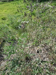 Indigofera lindheimeriana