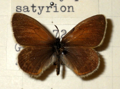 Coenonympha gardetta