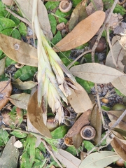 Tillandsia fasciculata