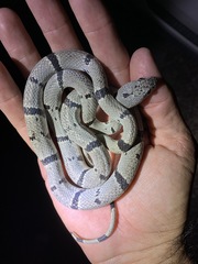 Lampropeltis alterna